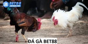 Đá gà bet88