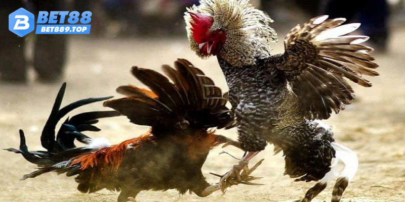 Mỗi ngày có tới hàng trăm trận đấu tại chuyên mục