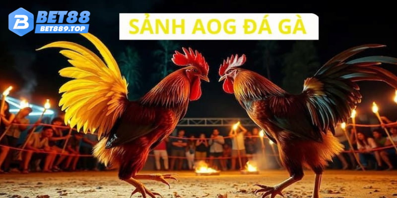 Sảnh cược AOG chuyên nghiệp