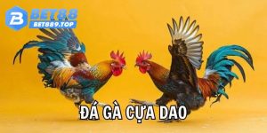 Đá gà cựa dao