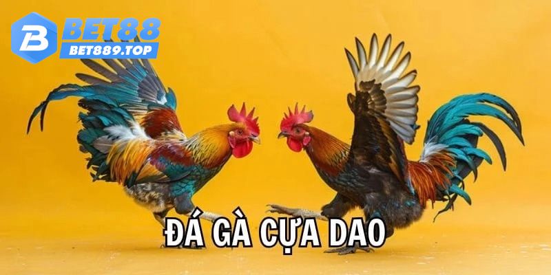 Đá gà cựa dao