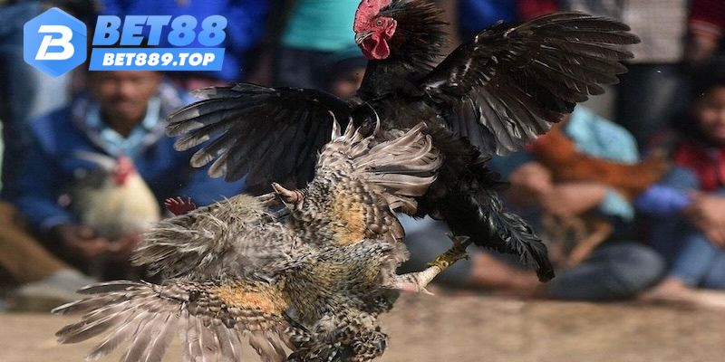 Giống gà được sủng ái.