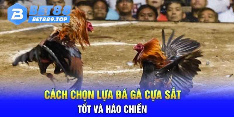 Cách chọn gà.