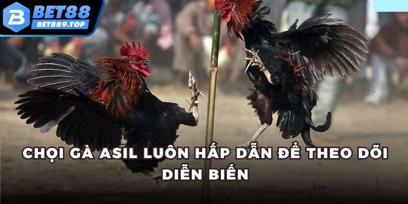 Chọi gà Asil luôn hấp dẫn để theo dõi diễn biến