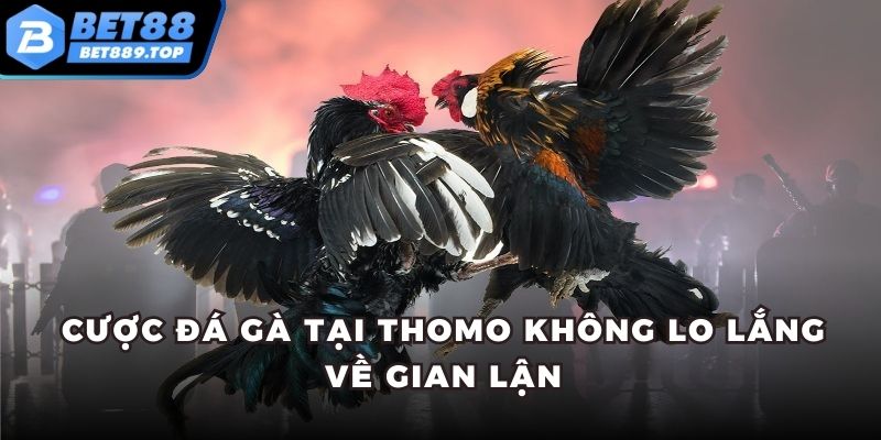 Cược đá gà tại Thomo không lo lắng về gian lận
