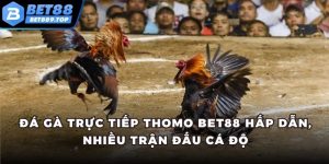 Đá gà trực tiếp thomo