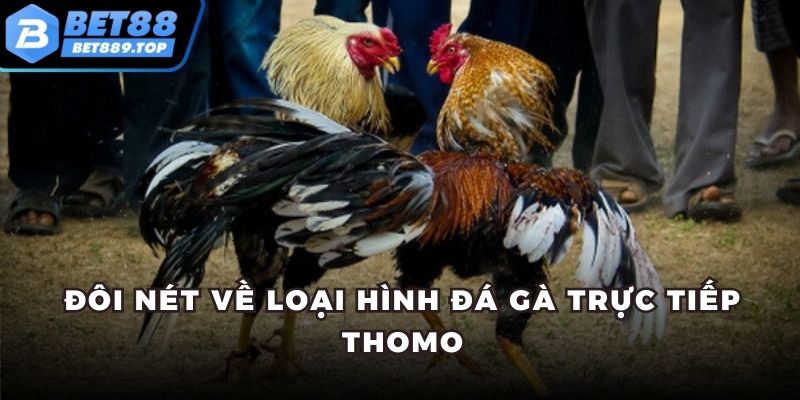 Đôi nét về loại hình đá gà trực tiếp Thomo
